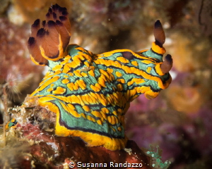 Tambja abdere nudibranch (with little shrimp on the back)... by Susanna Randazzo 